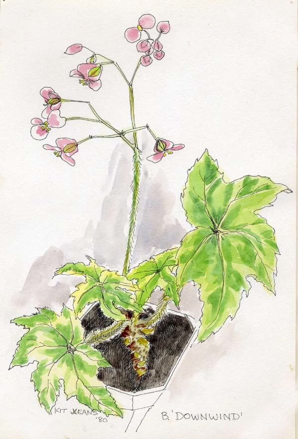 B. ‘Downwind’